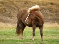 Braunes Islandpferd mit goldener Mähne